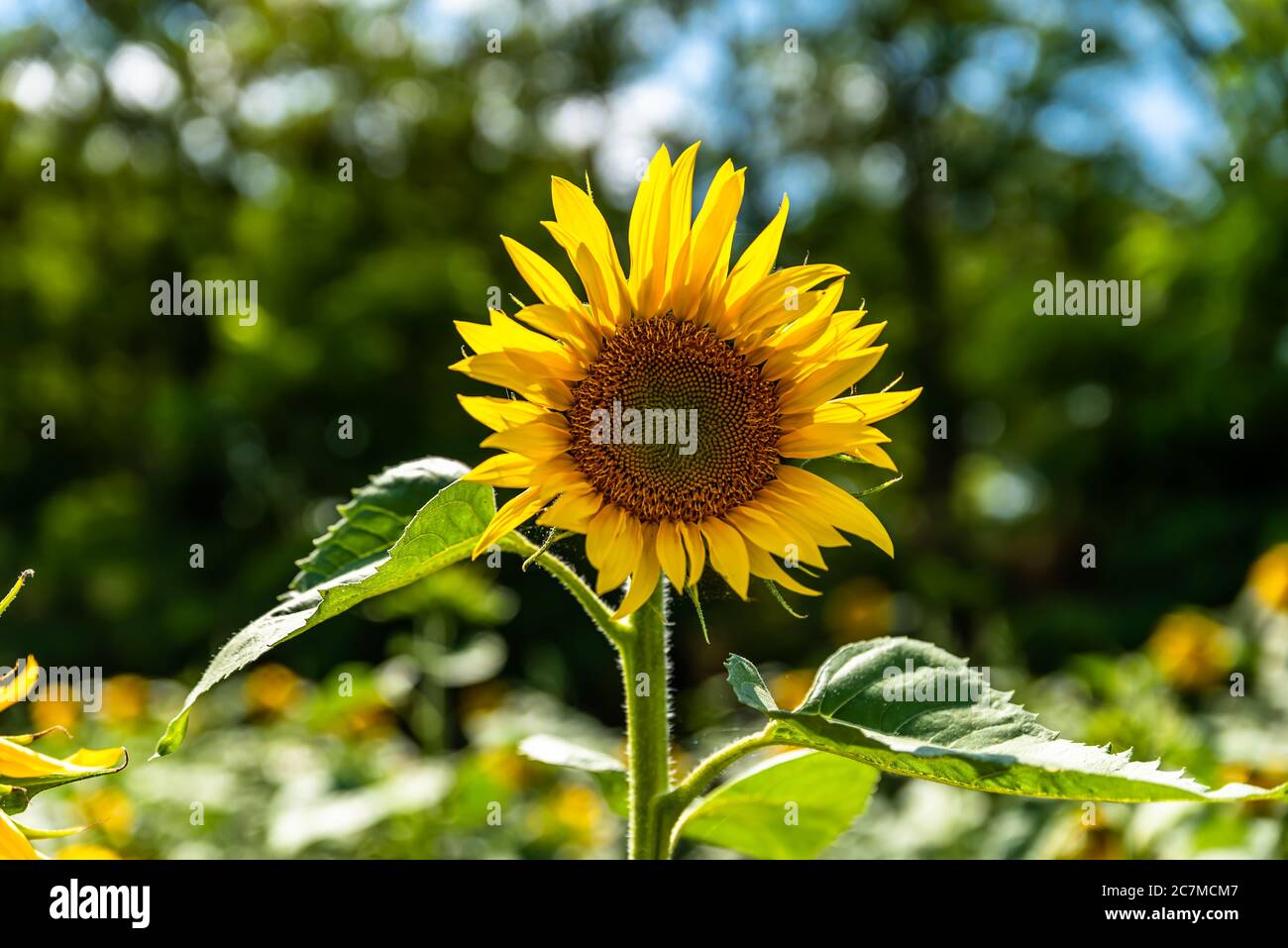 The common sunflower is an annual plant with a large flower head ...