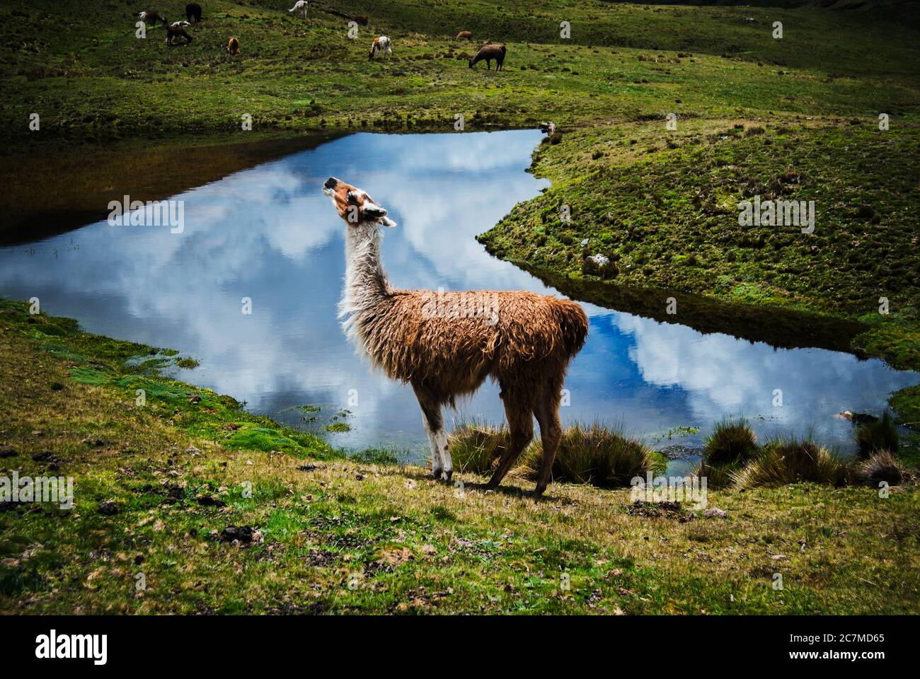 alpaca in the mountains in Chaullacocha village, Andes Mountains, Peru, South America Stock Photo