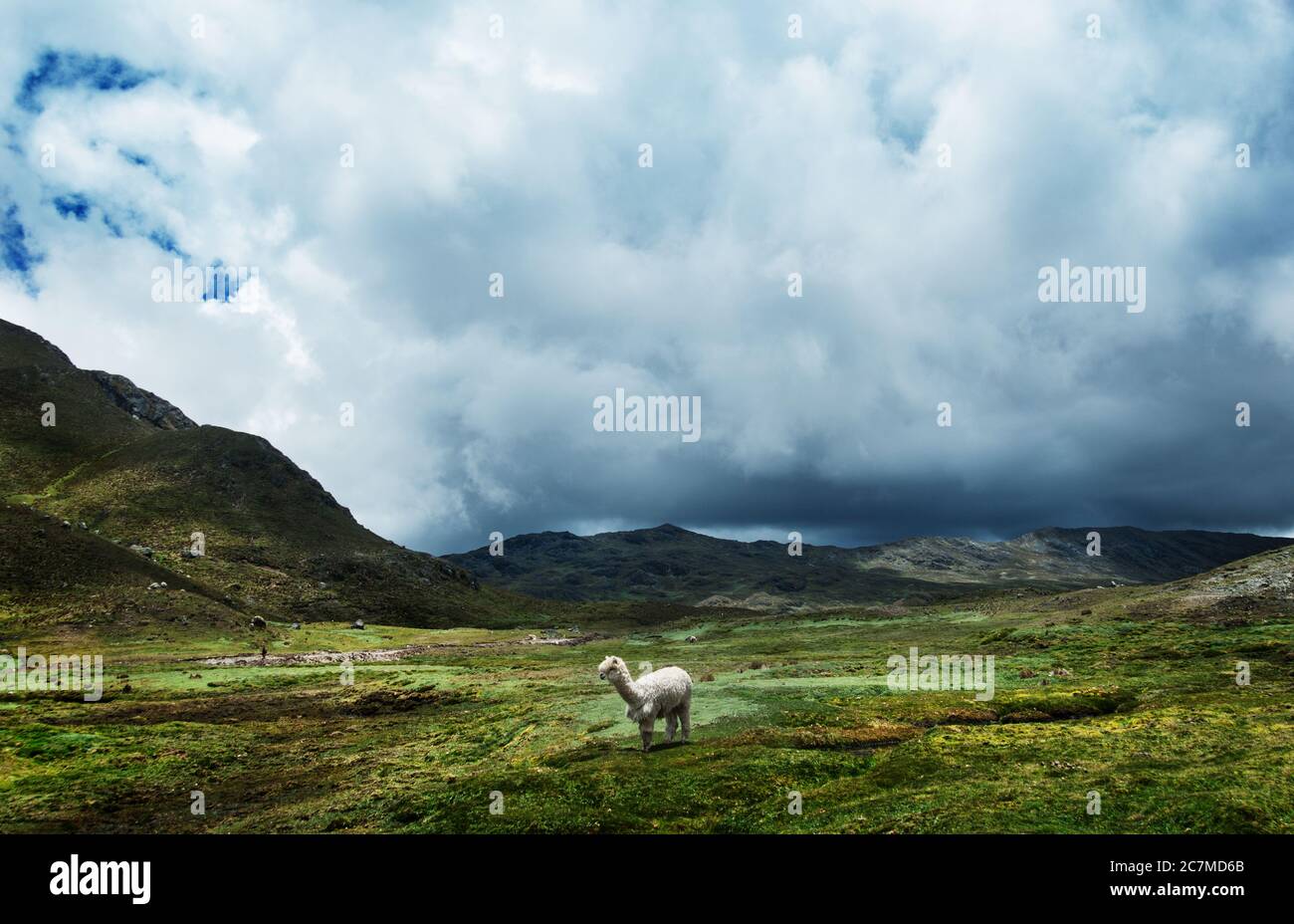 alpaca in the mountains in Chaullacocha village, Andes Mountains, Peru, South America Stock Photo