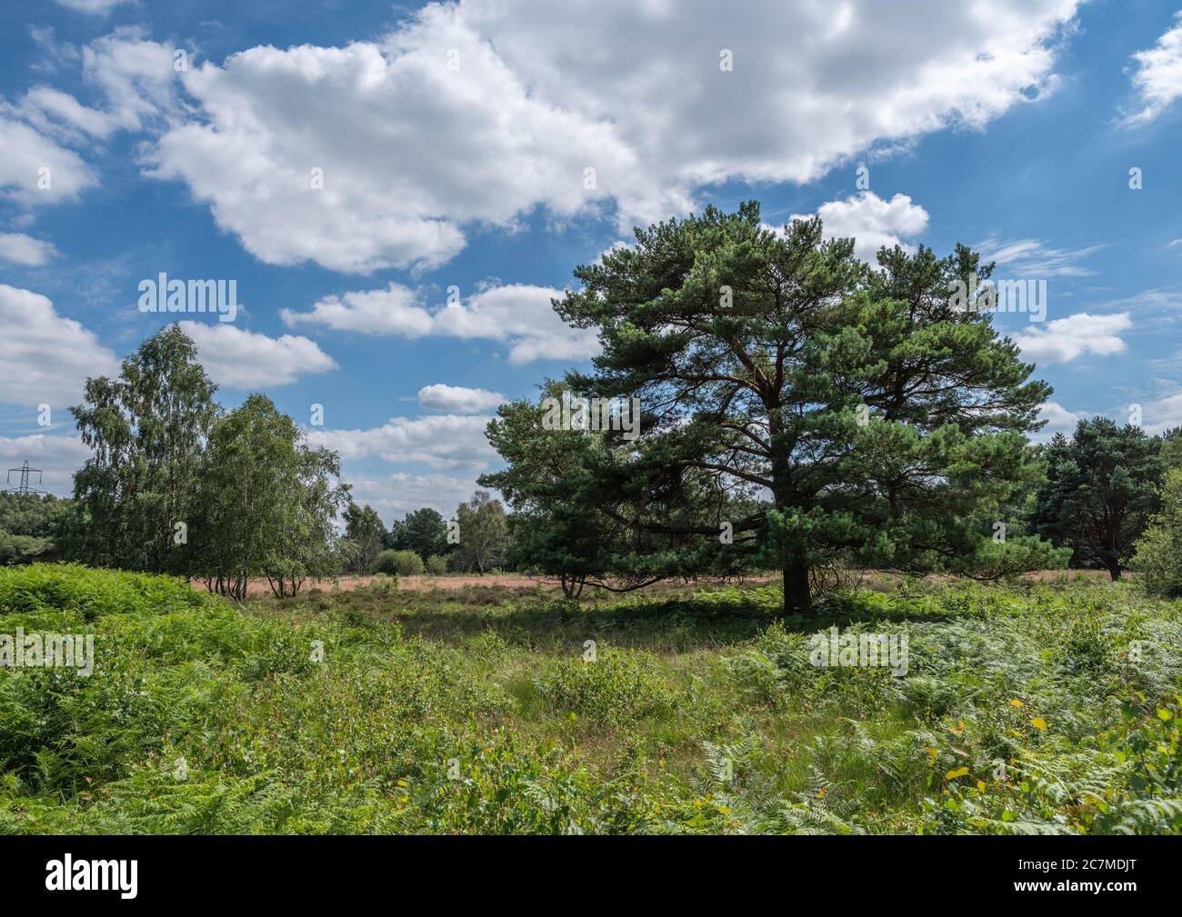 Trees growing in a common nature reserve with green floor and blue skys ...