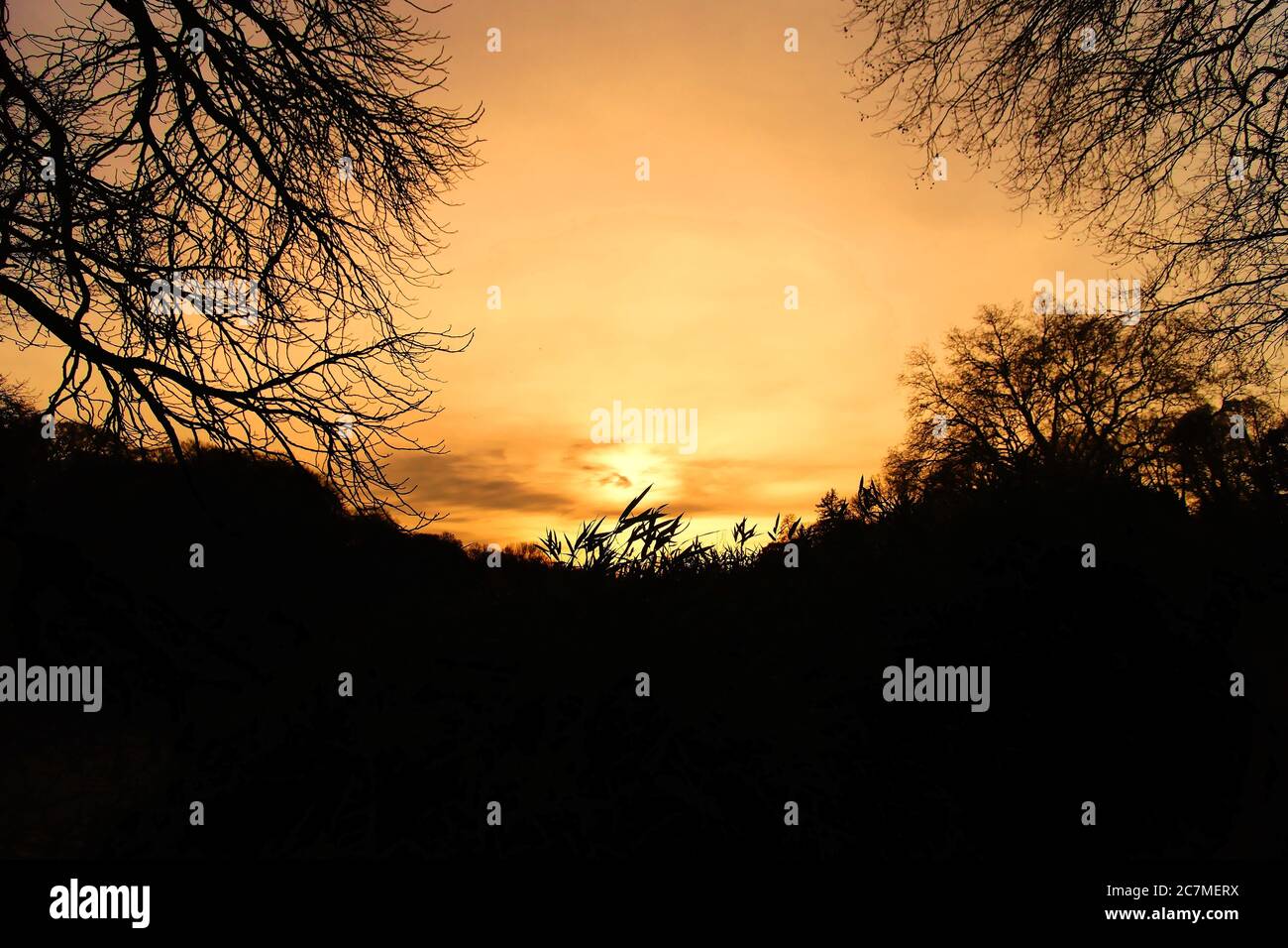 Set black trees silhouette hi-res stock photography and images - Alamy