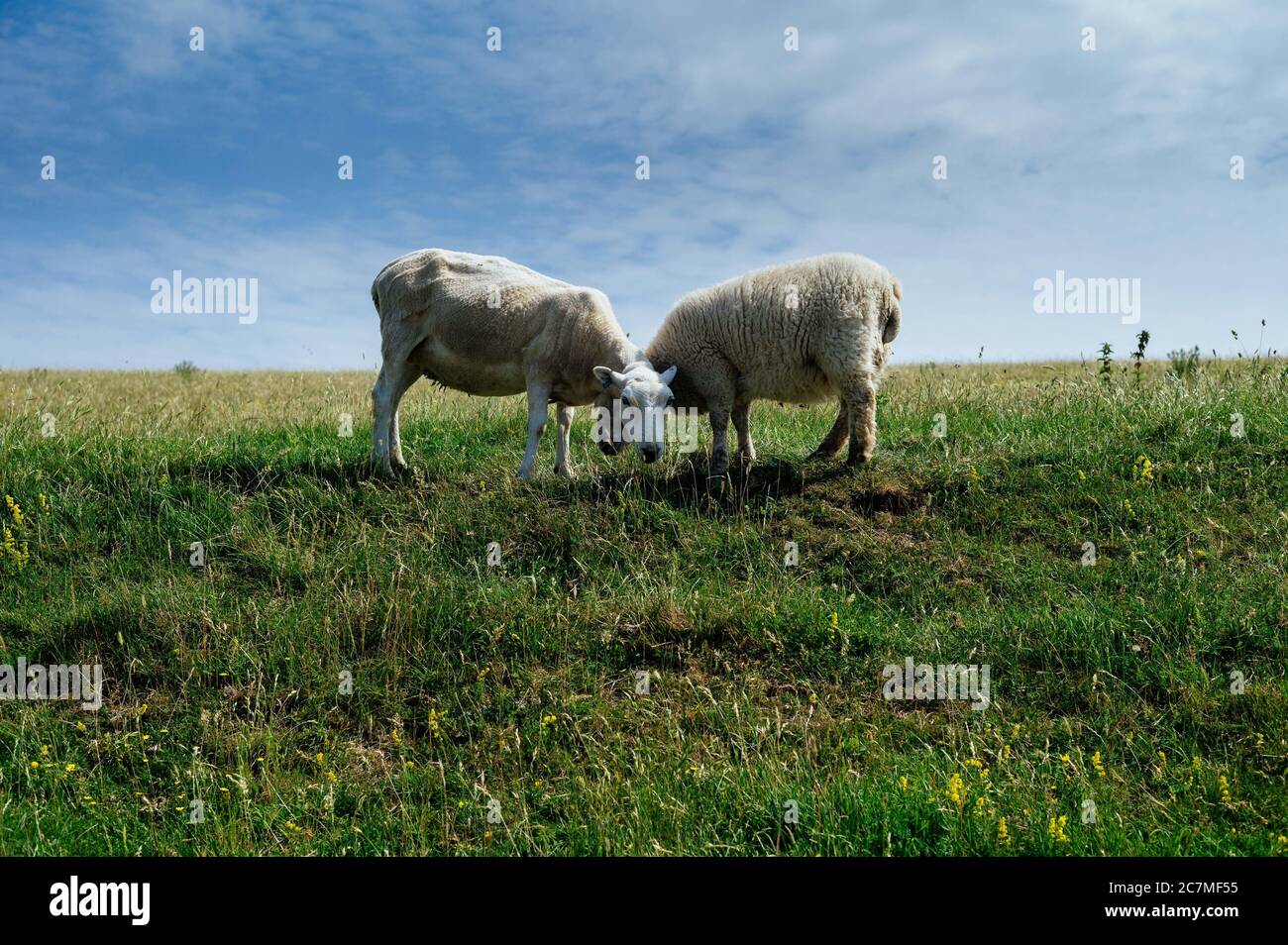 Sheep grazing in the green field during daytime Stock Photo - Alamy