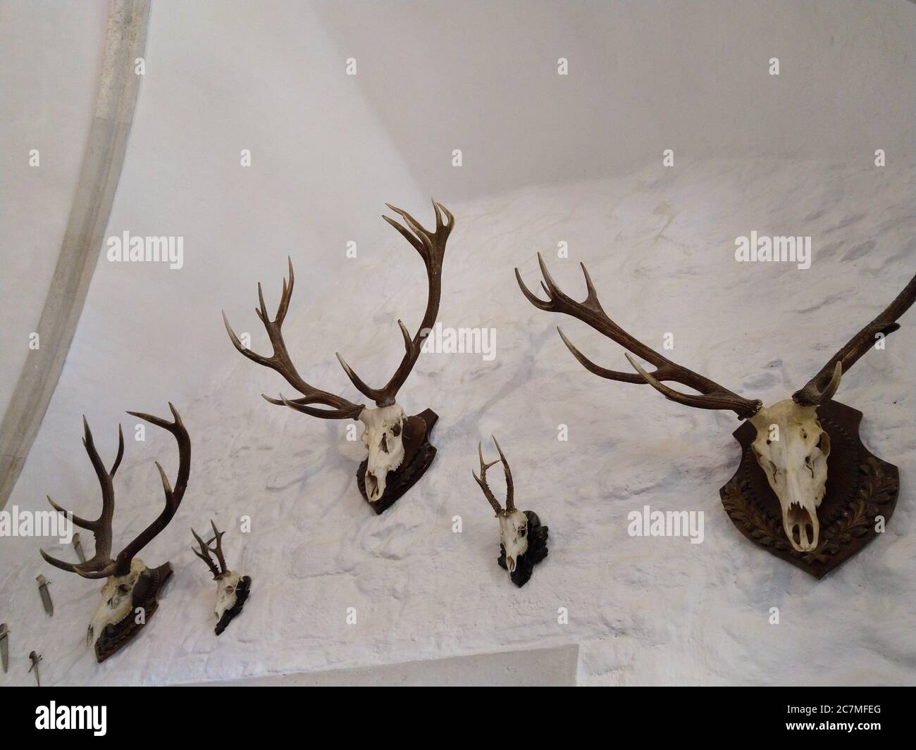 Beautiful shot of hunted Barren-ground caribou head hanging on a white wall Stock Photo