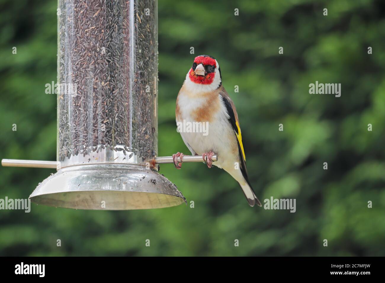 A goldfinch Carduelis carduelis perched on a nyjer seed feeder against a green background. Stock Photo