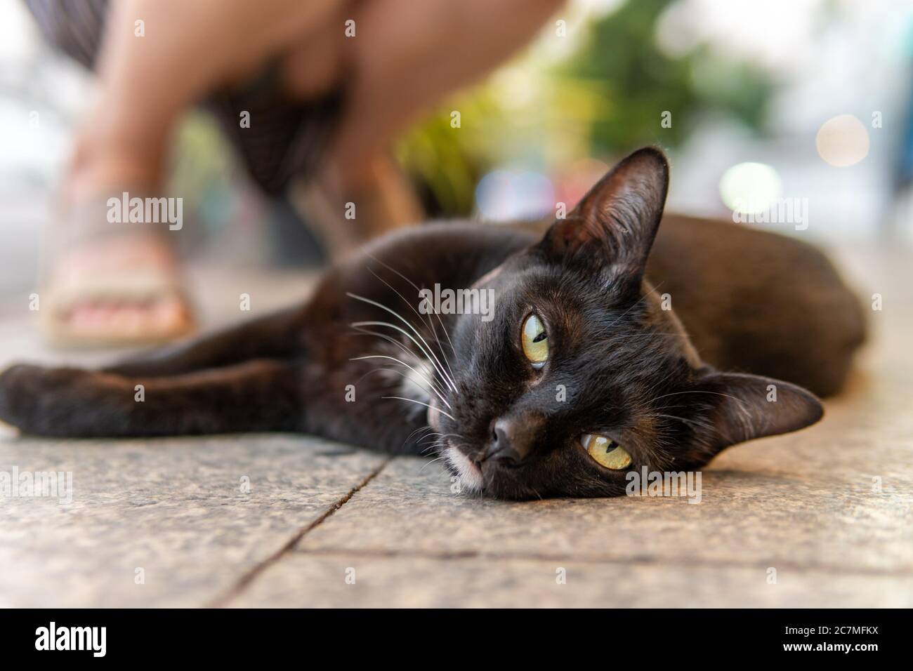 Black cat with white chin hi-res stock photography and images - Alamy