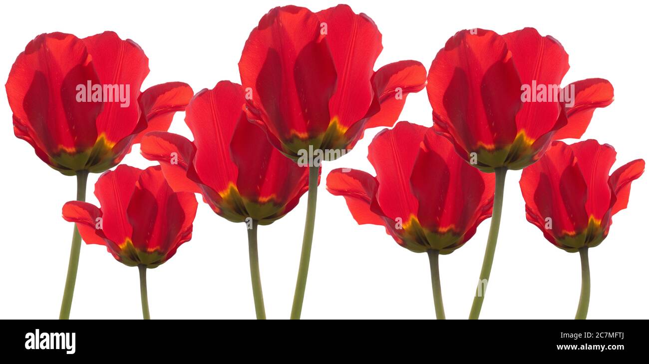 A row of red common poppies or papavers isolated on white. Poppy is the symbol of war memory Stock Photo