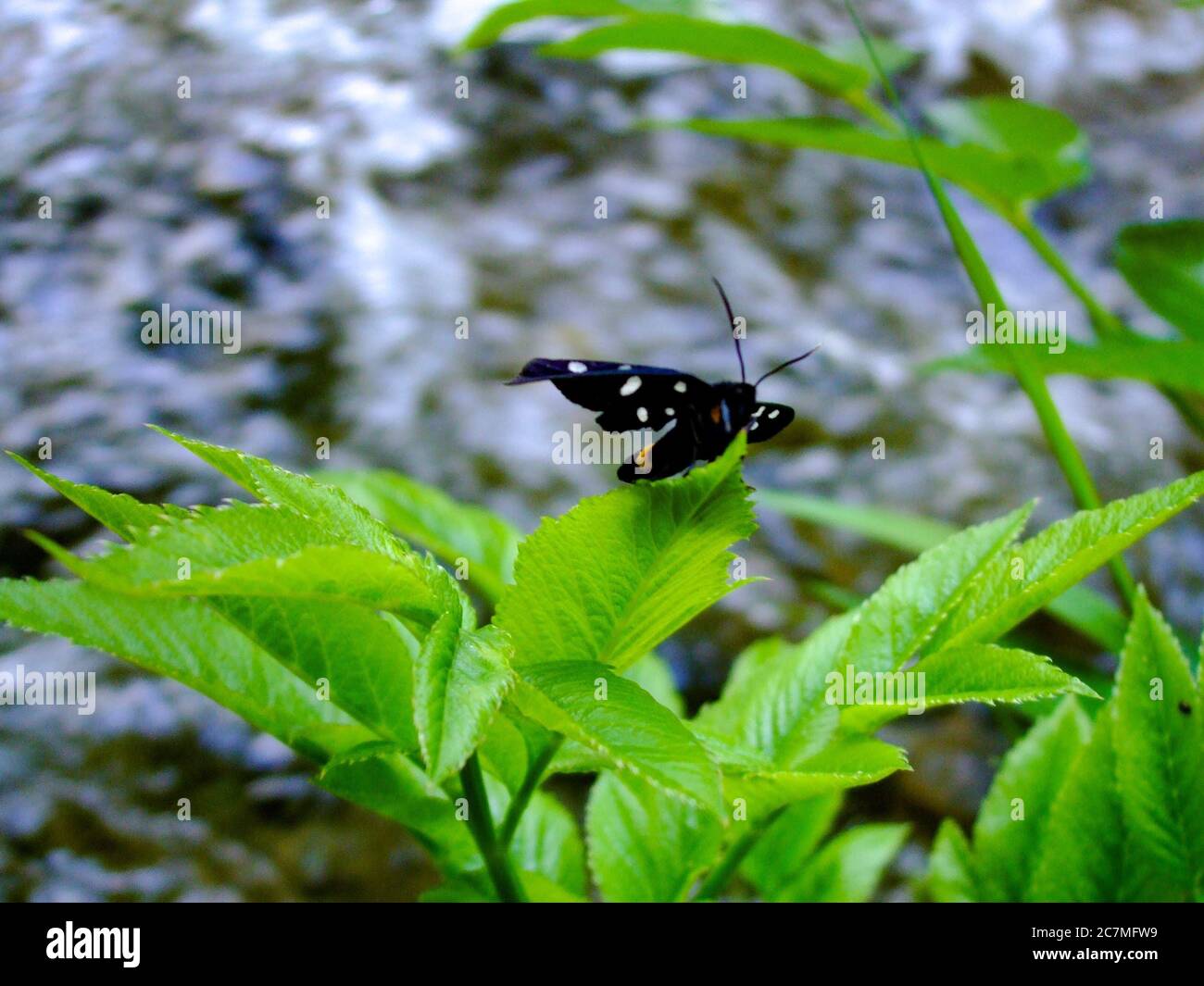 Closeup shot of a black white-spotted brush-footed butterfly on a green leaf with a rocky background Stock Photo