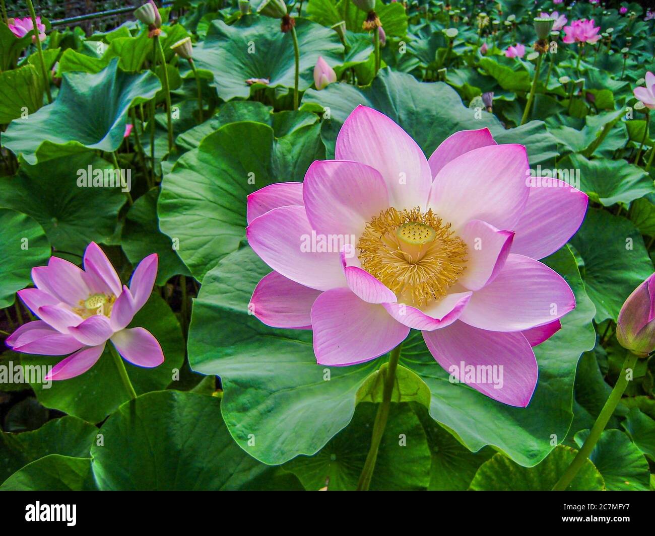 Pink Indian lotus flowers surrounded by green plants Stock Photo