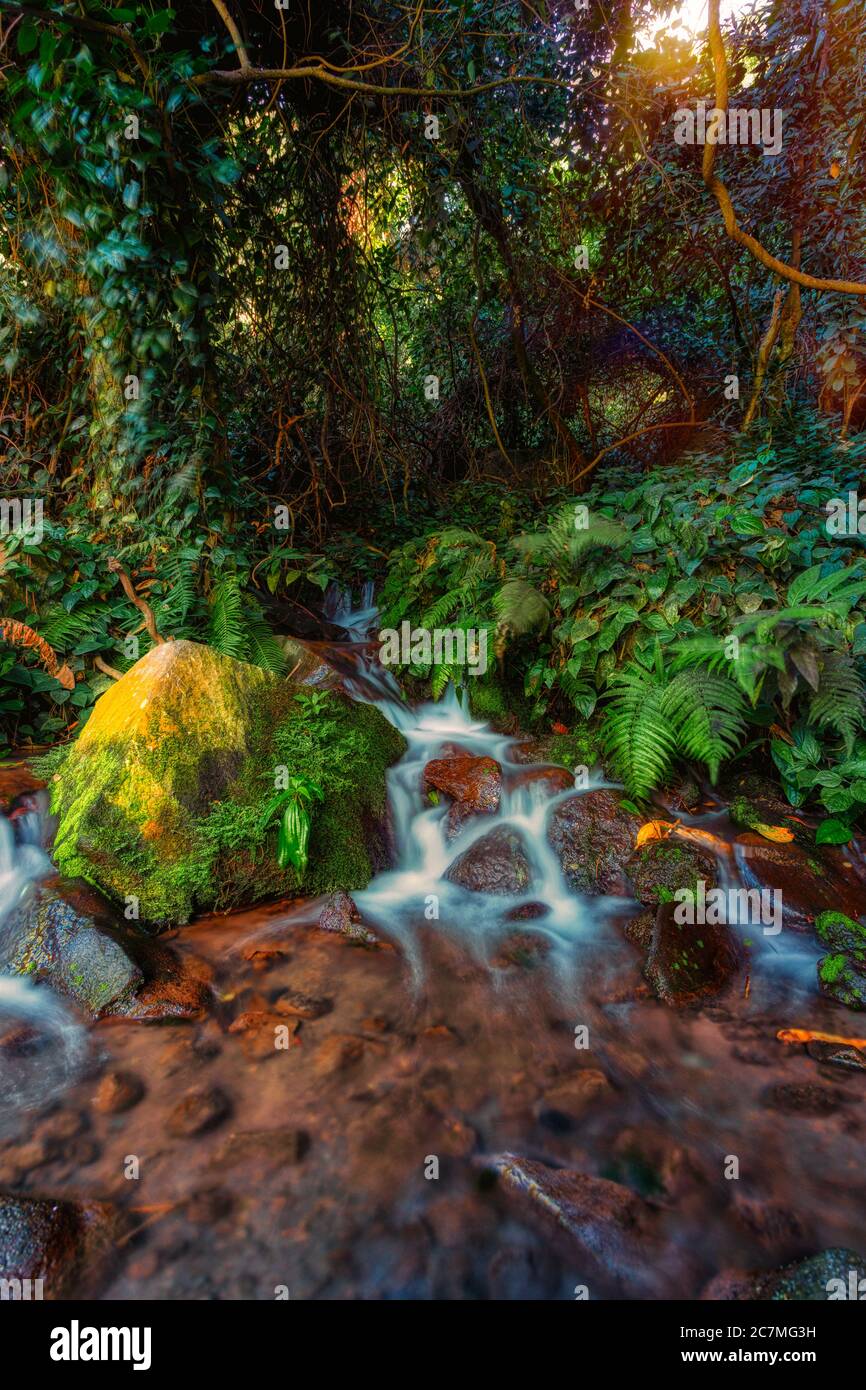 Small stream that crosses a hiking trail in tropical vegetation Stock Photo
