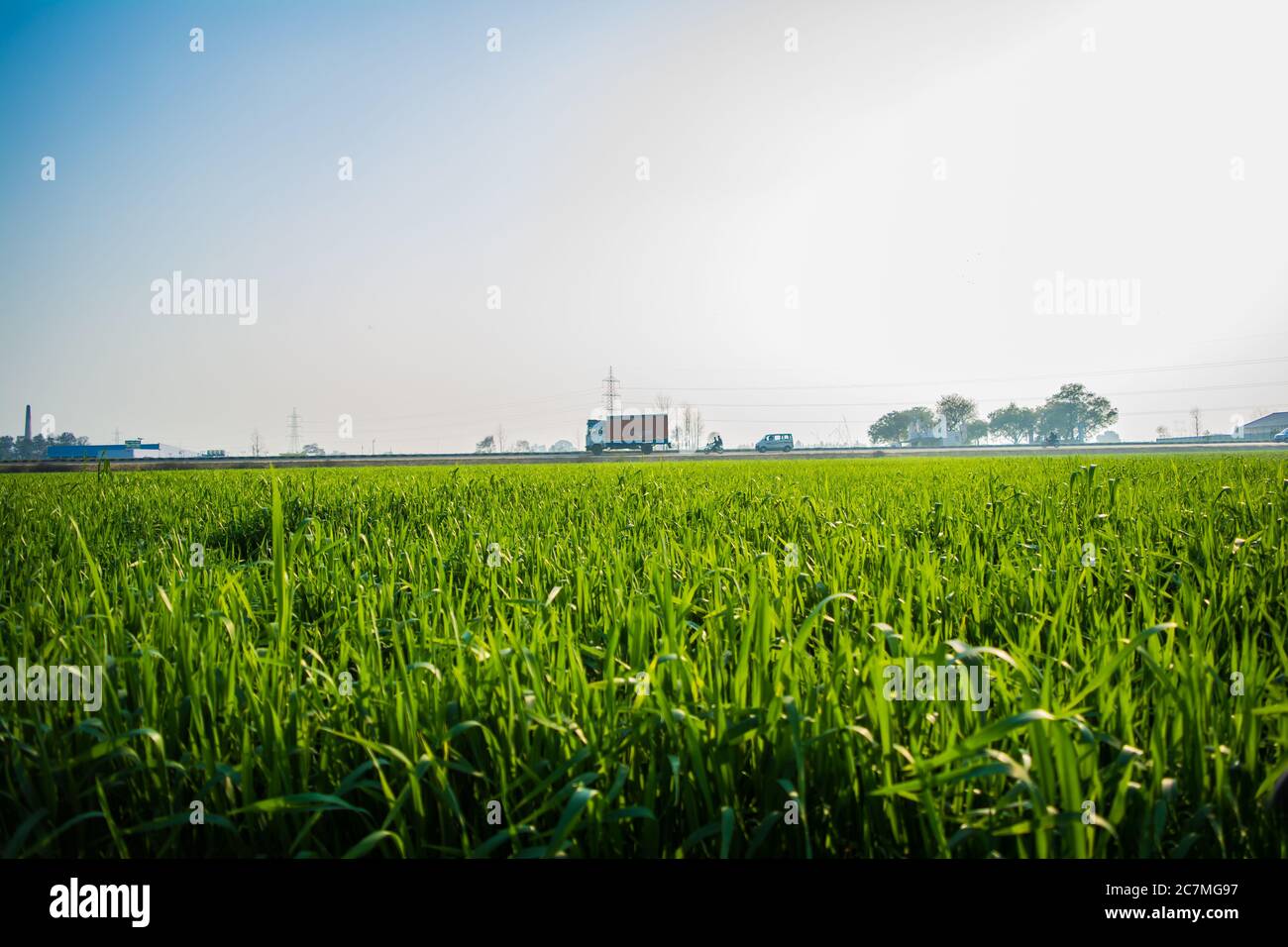 Field of young wheat, Green wheat field with clouds in India, agricultural field landscape Stock Photo