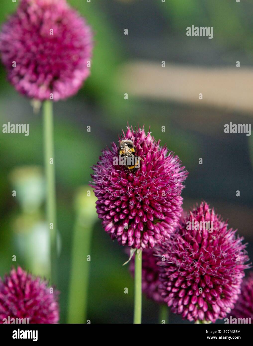 Close up of the egg shaped maroon purple flowers of drumstick alliums or Allium sphaerocephalum seen with bumble bees in the garden in summer in July. Stock Photo