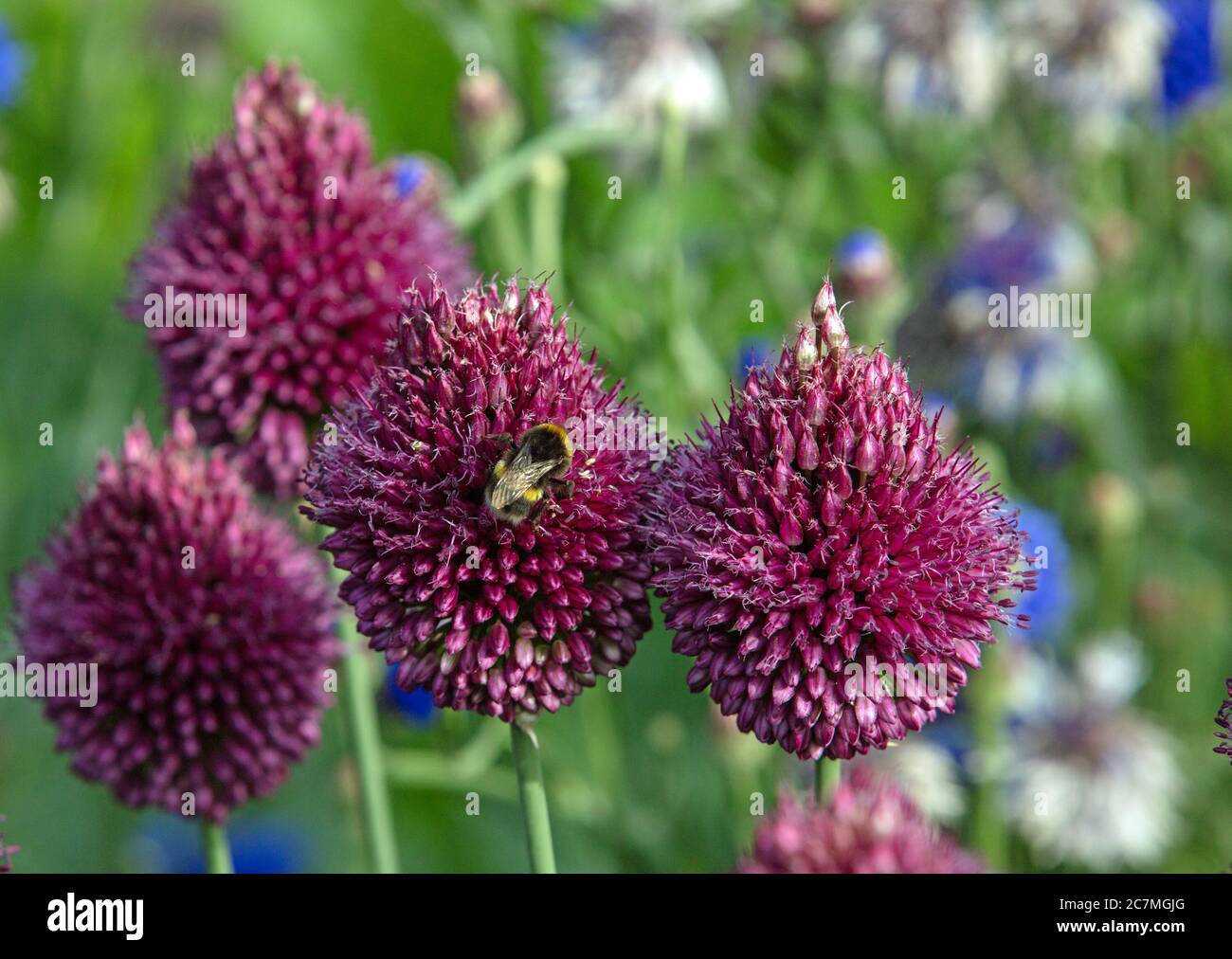Close up of the egg shaped maroon purple flowers of drumstick alliums or Allium sphaerocephalum seen with bumble bees in the garden in summer in July. Stock Photo