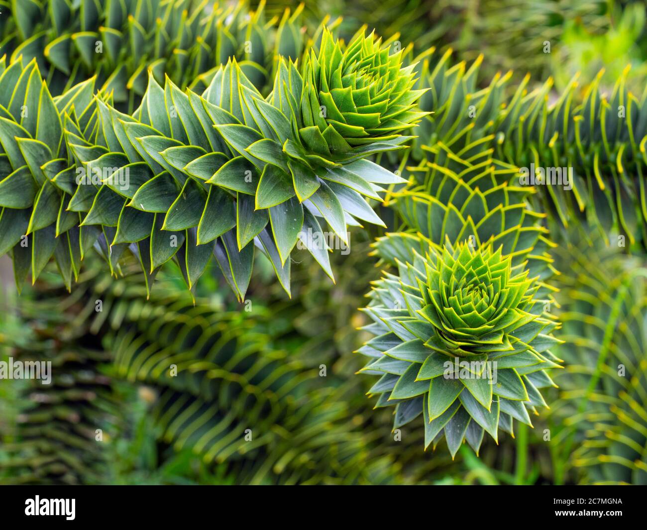 Araucaria araucana - Chile Pine or Monkey Puzzle tree Stock Photo