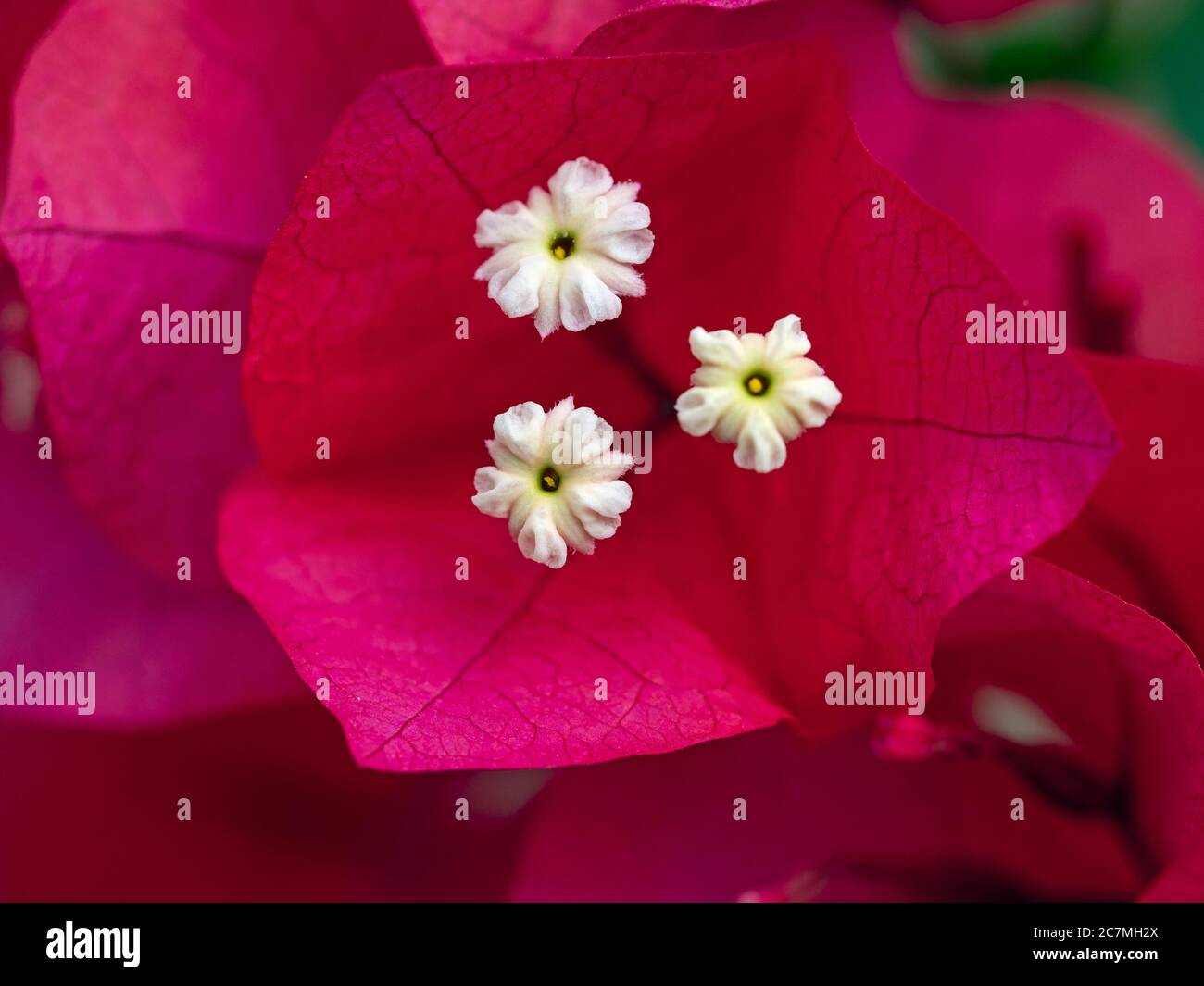 Bougainvillea glabra in flower June Norfolk Stock Photo - Alamy