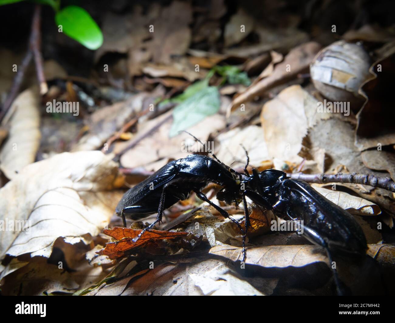 Two metallic-blue beetles (Blue Ground Beetle, Carabus intricatus) rip founded moth larva. Everyone pull over. Insect are wolve, predatory insects. Be Stock Photo