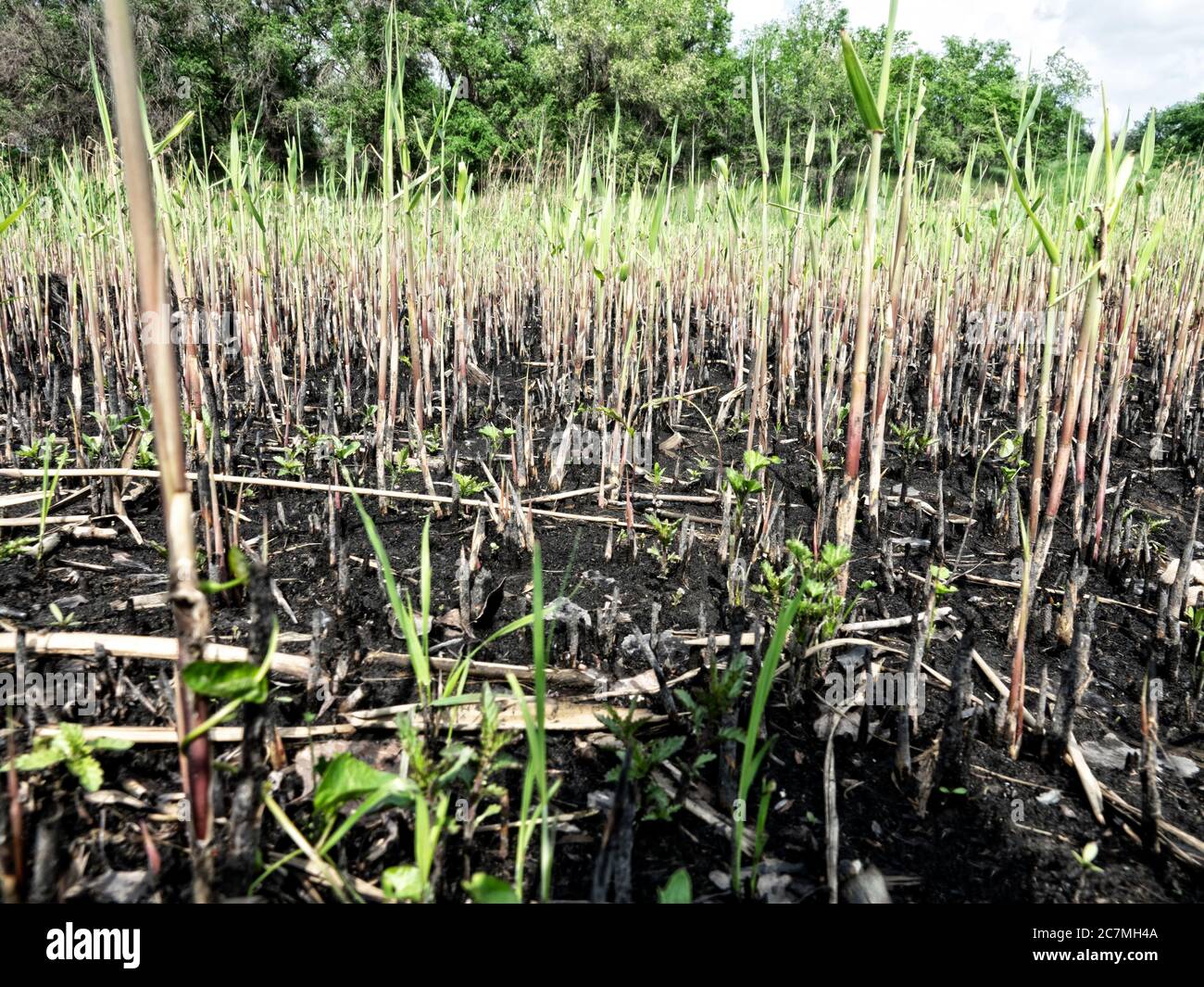 Bog fires hi-res stock photography and images - Alamy