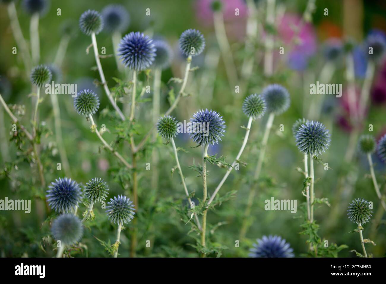 Close up of the metallic blue flowering Echinops ritro with globe flowers seen in July in the garden. Stock Photo