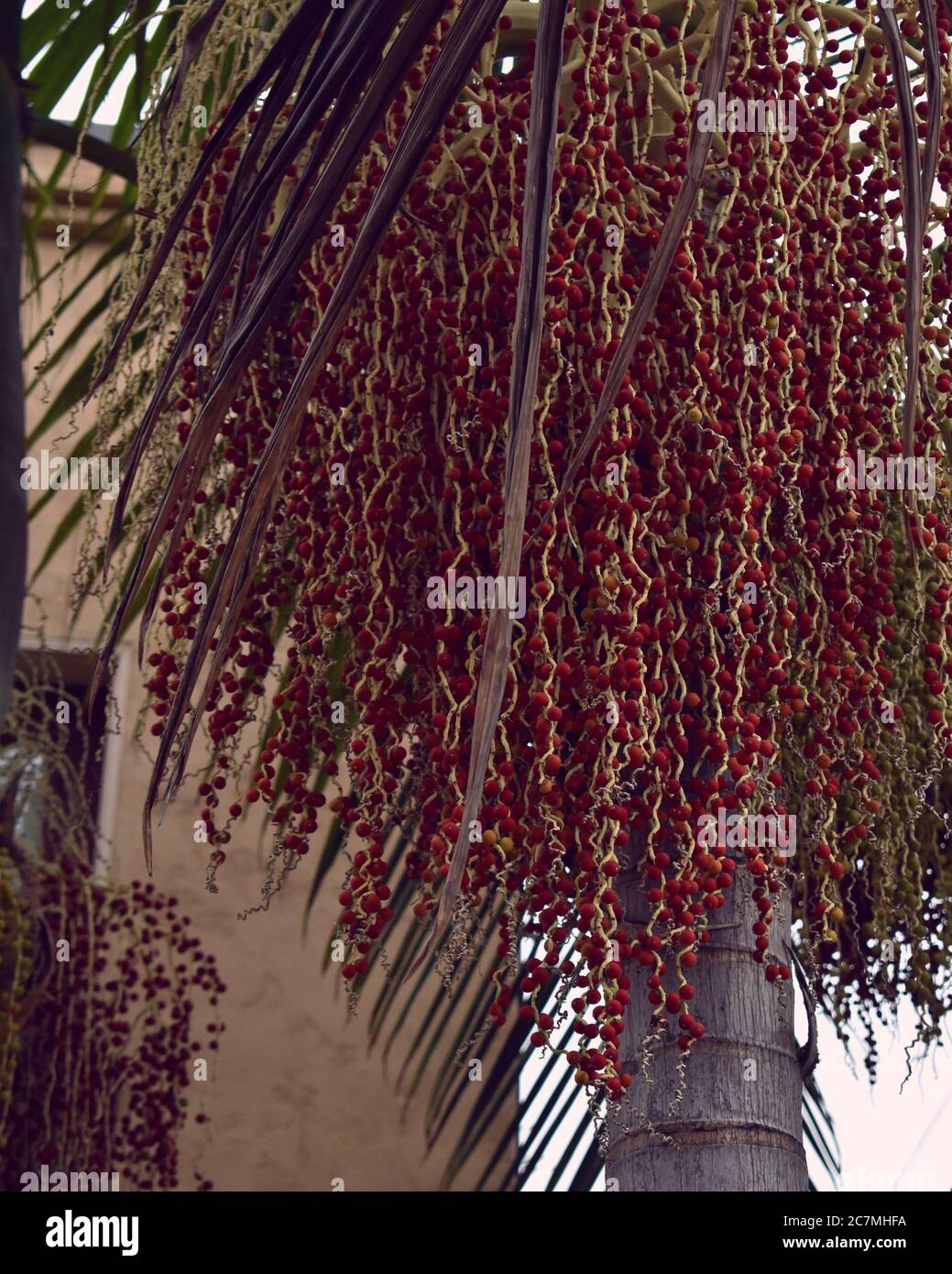 Beautiful vertical shot of a Sourwood mostly native to eastern America Stock Photo