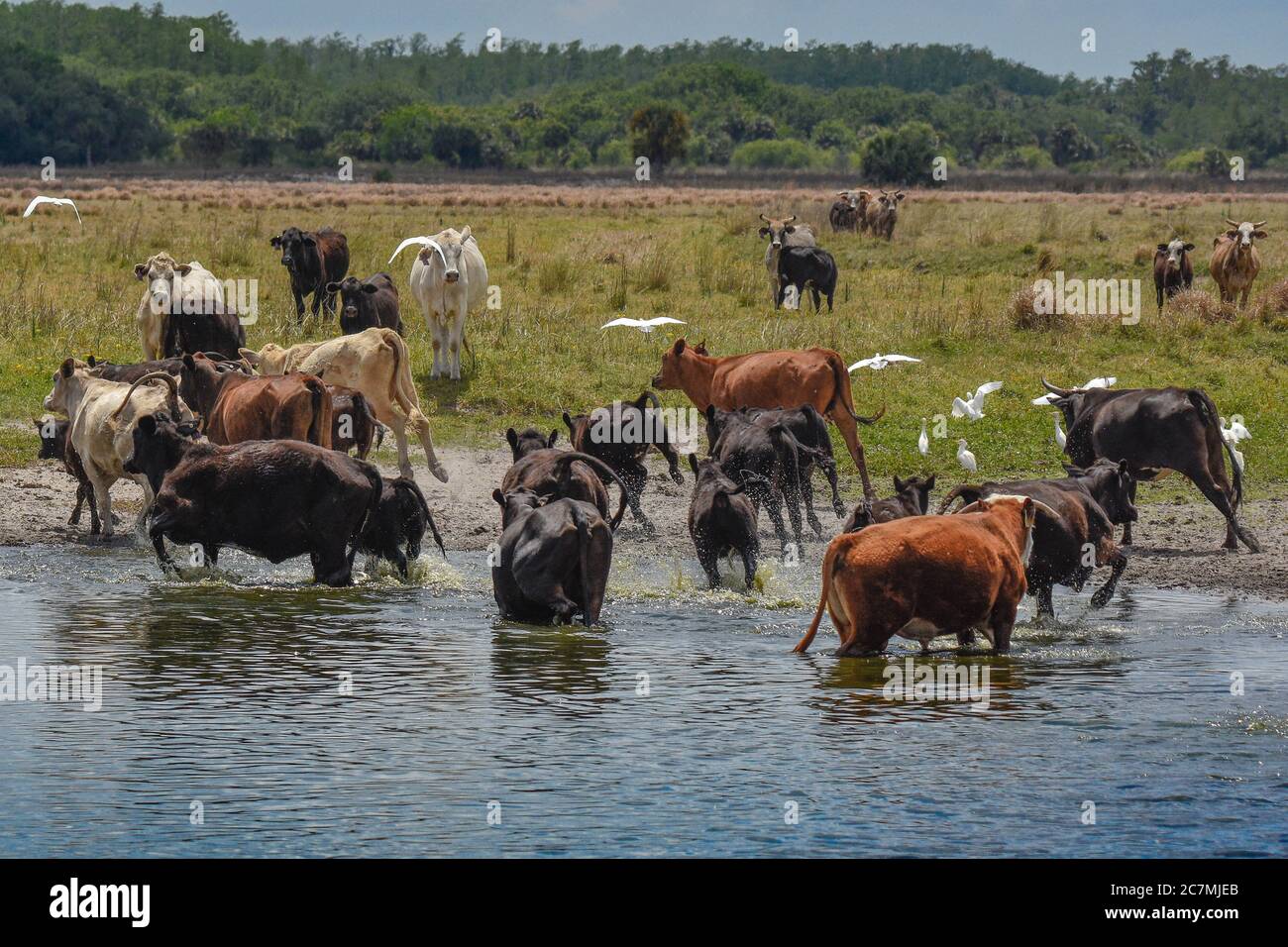 Cattle grazing by a water hole Stock Photo Alamy