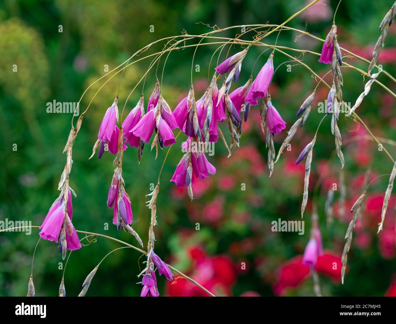 Dierama pulcherrimum 'Flamingo'  in flower UK late June Stock Photo