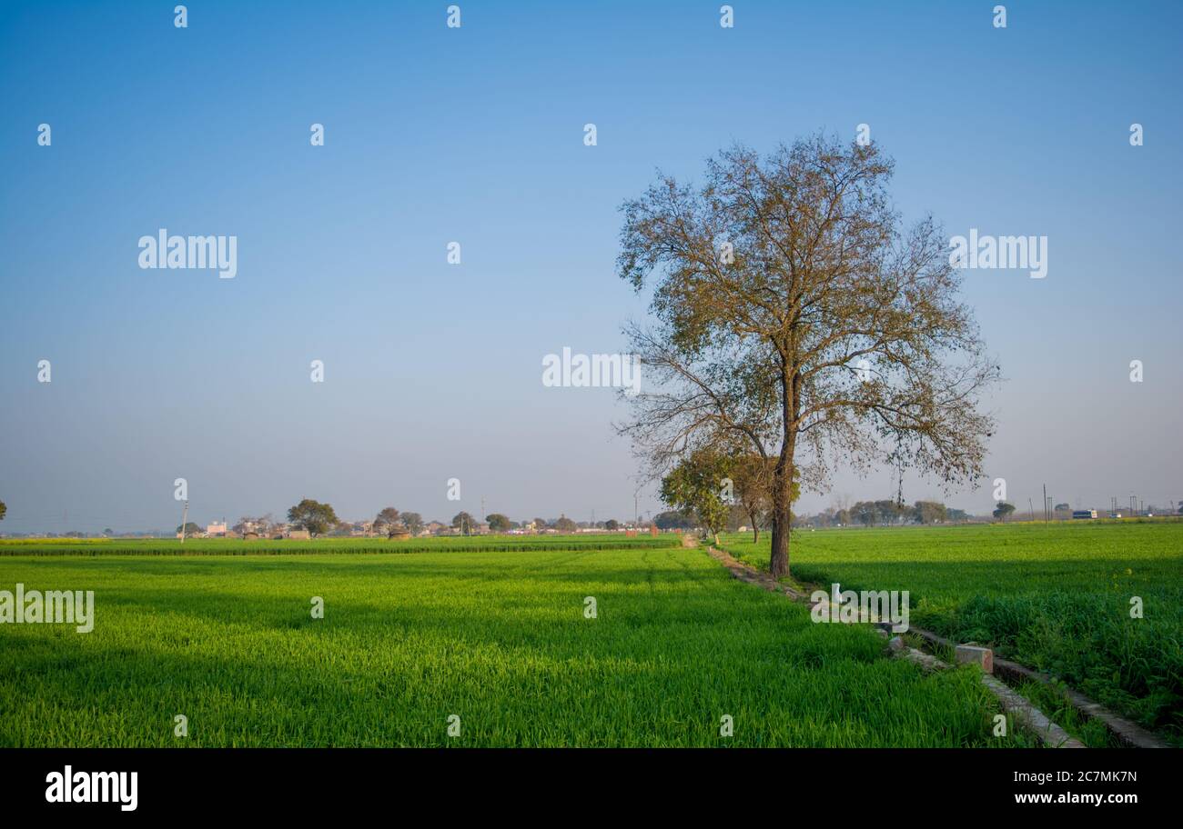 Field of young wheat, Green wheat field with clouds in India, agricultural field landscape Stock Photo