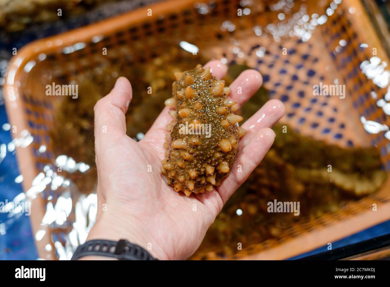 Shopper took a sea cucumber at a supermarket in China Stock Photo Alamy