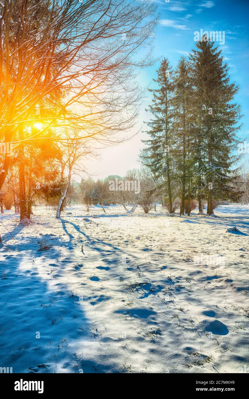 Sunlight breaks through the trees in winter. Lots of snow. Dramatic sky Stock Photo