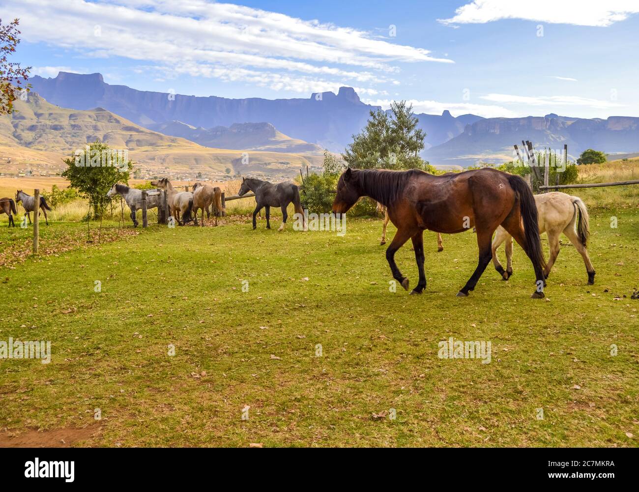 Horse riding in Drakensberg escarpment pasture Maluti mountains in South Africa Stock Photo