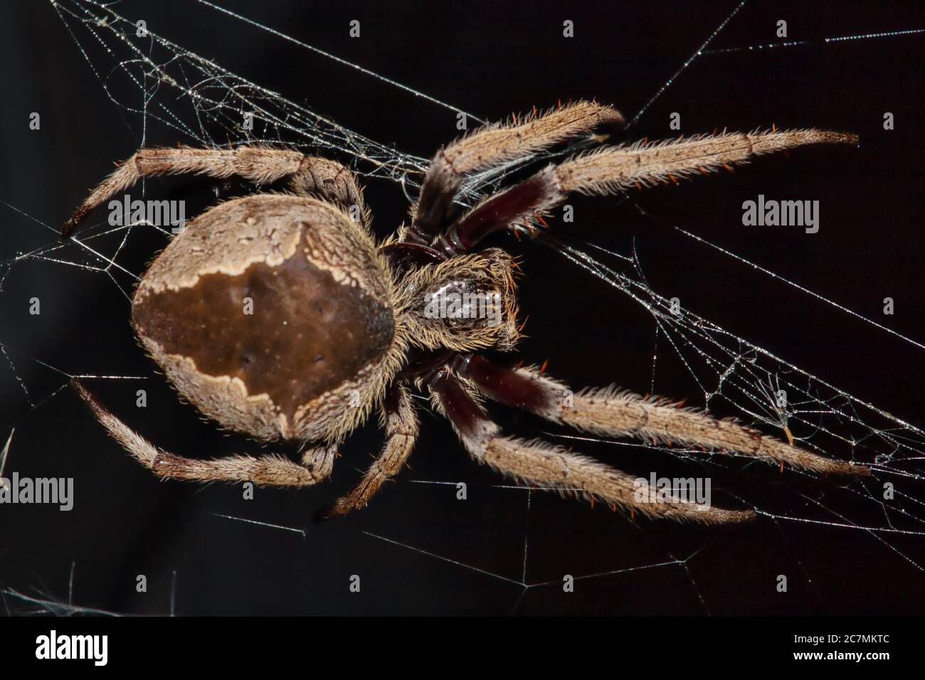 Close up of a 'Christmas' spider, so called due to the pattern on it's back. Taken in New South Wales, Australia Stock Photo