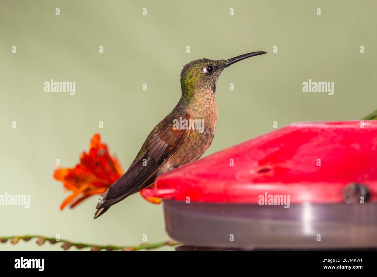 Fawn-breasted Brilliant hummingbird, Heliodoxa rubinoides, at Bellavista Lodge in Ecuador. Stock Photo