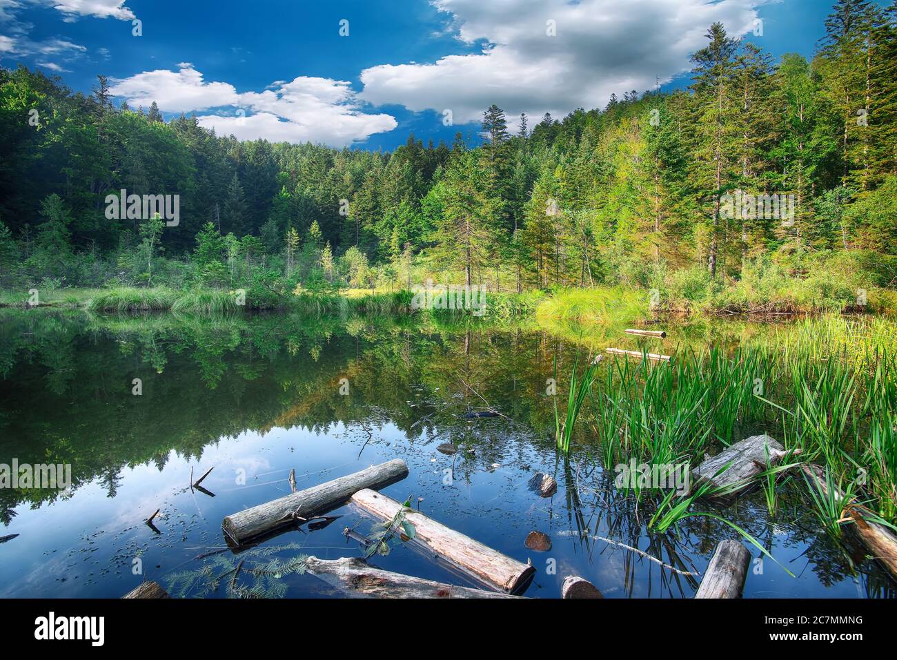 Green forest, dramatic sky, meadow and reflection in water. Cranberry or Dead lake in Carpathian mountains. National natural park Skole Beskydy, Ukrai Stock Photo