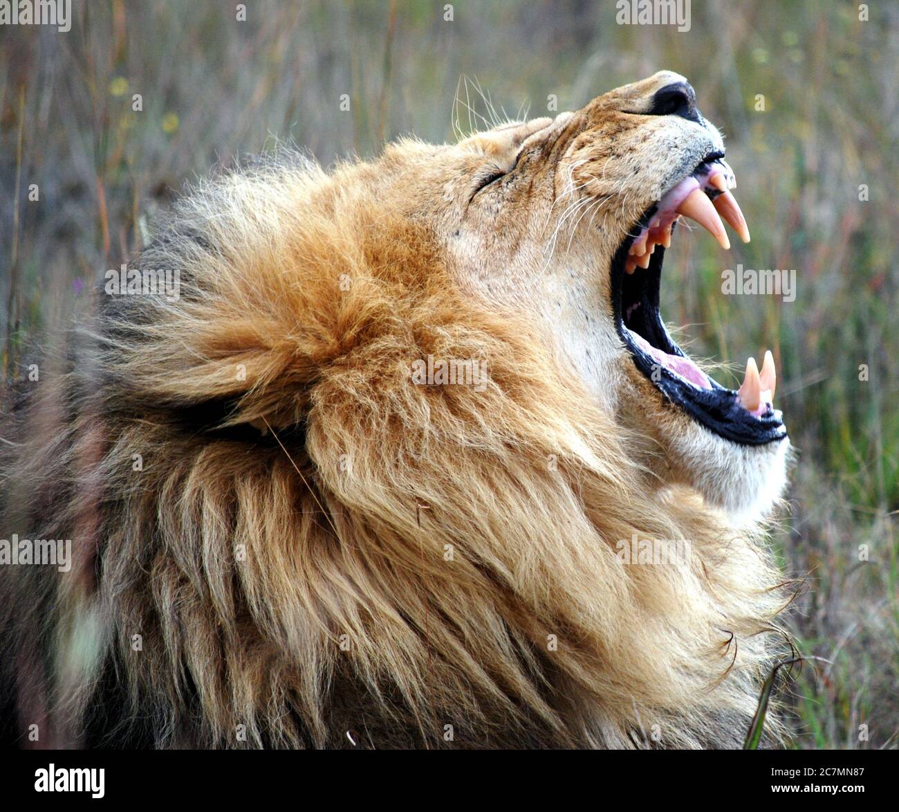 Side profile shallow focus shot of a male lion roaring in nature Stock  Photo - Alamy