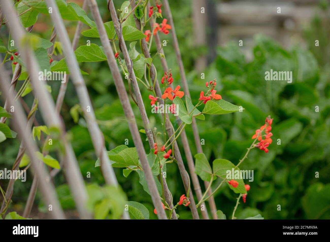 Runner bean plants with flowers seen growing and climbing on different
