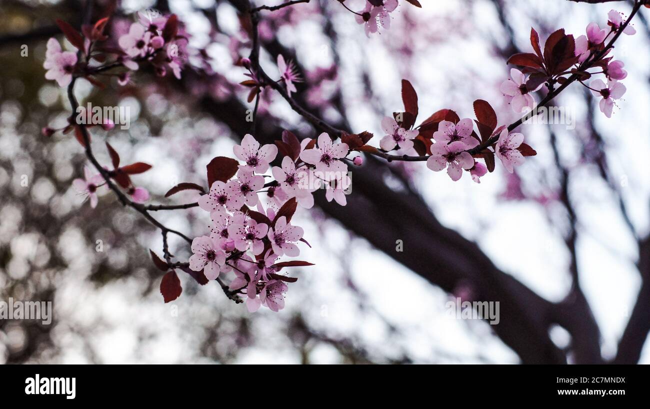 Cherry blossom soft focus hi-res stock photography and images - Alamy