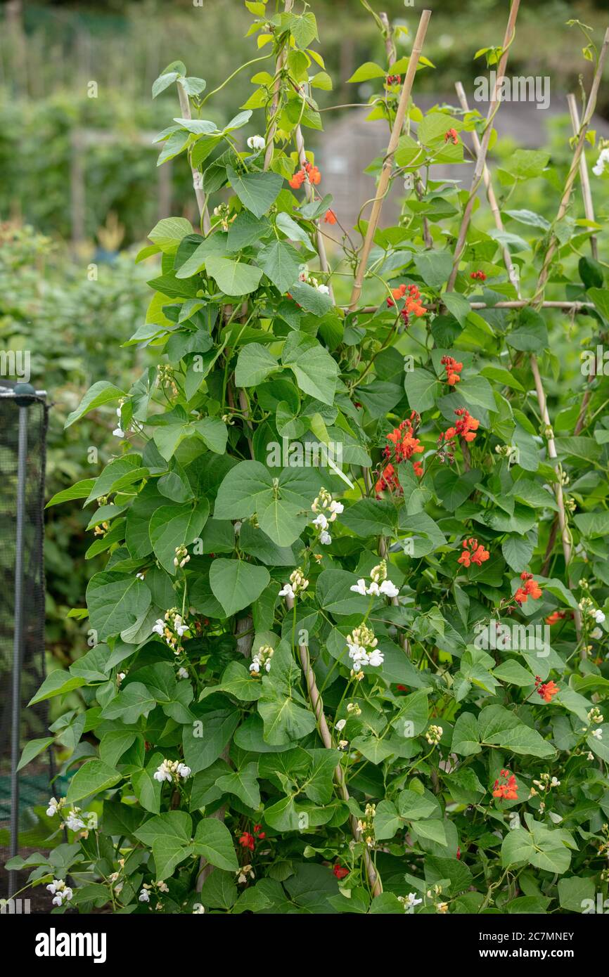 Runner bean frames hi-res stock photography and images - Alamy