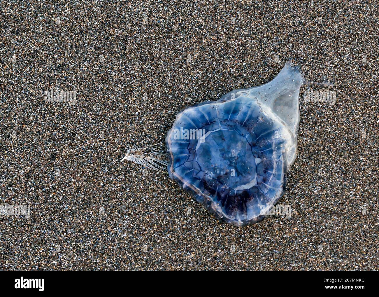 Blue Jellyfish, Cyanea lamarckii, lying on sand washed up on Montrose Beach, Angus, Scotland, UK in July. Stock Photo