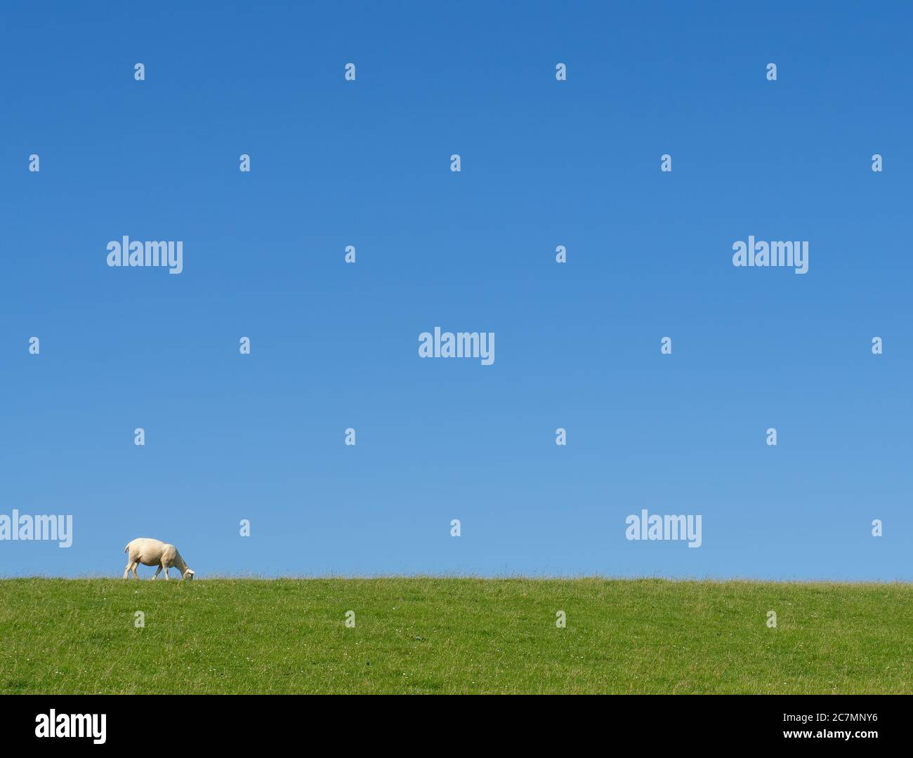 One domestic sheep on hill horizon, big blue sky. Background. Stock Photo