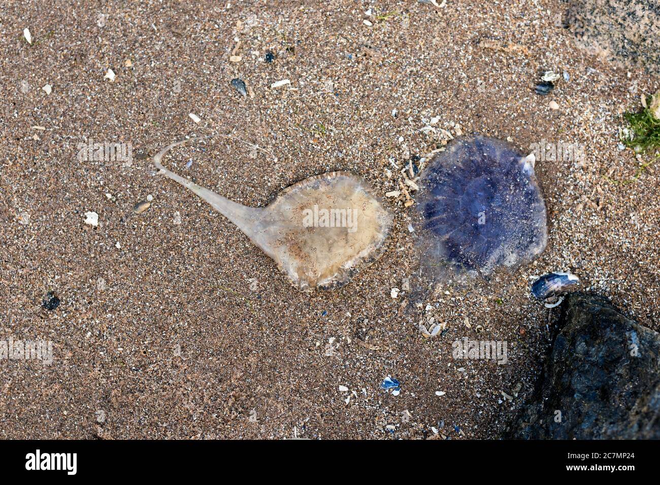 Blue Jellyfish, Cyanea lamarckii, and young Lion's Mane Jellyfish, Cyanea Capillata, lying on sand washed up on Montrose Beach, Angus, Scotland, July. Stock Photo