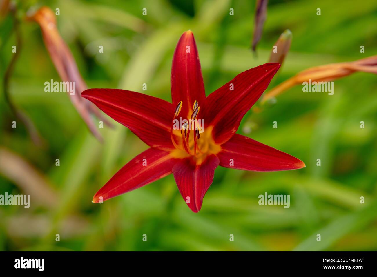 A close up of the strong red flower of Hemerocallis Stafford, flowering only for one day, seen in the garden in July. Stock Photo
