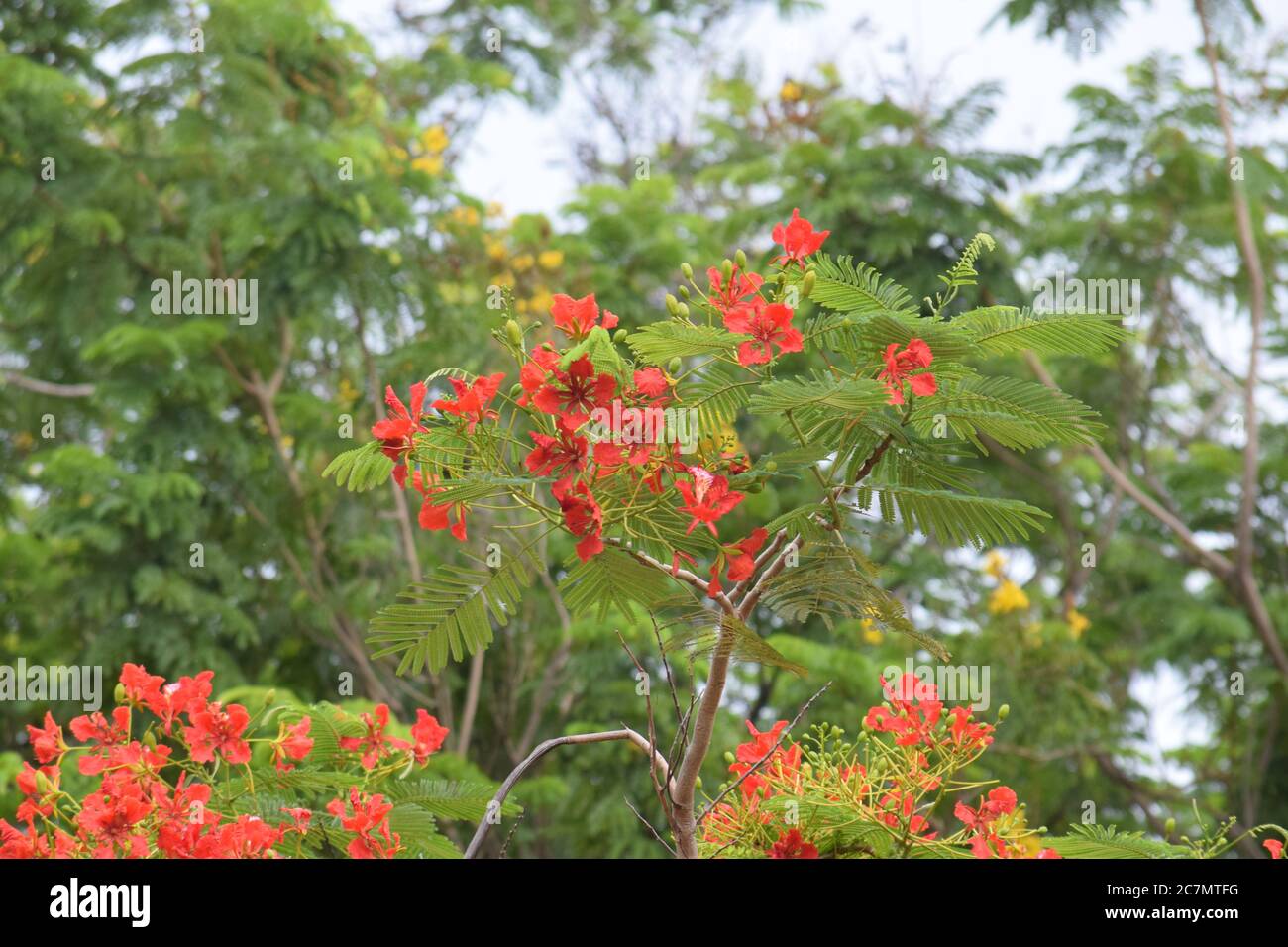 phoenix flower or delonix regia is a species of flowering plant Stock