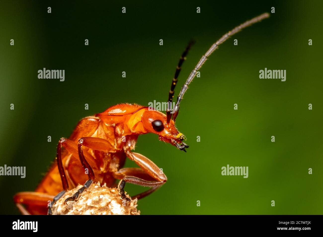 Red Soldier Beetle Stock Photo Alamy