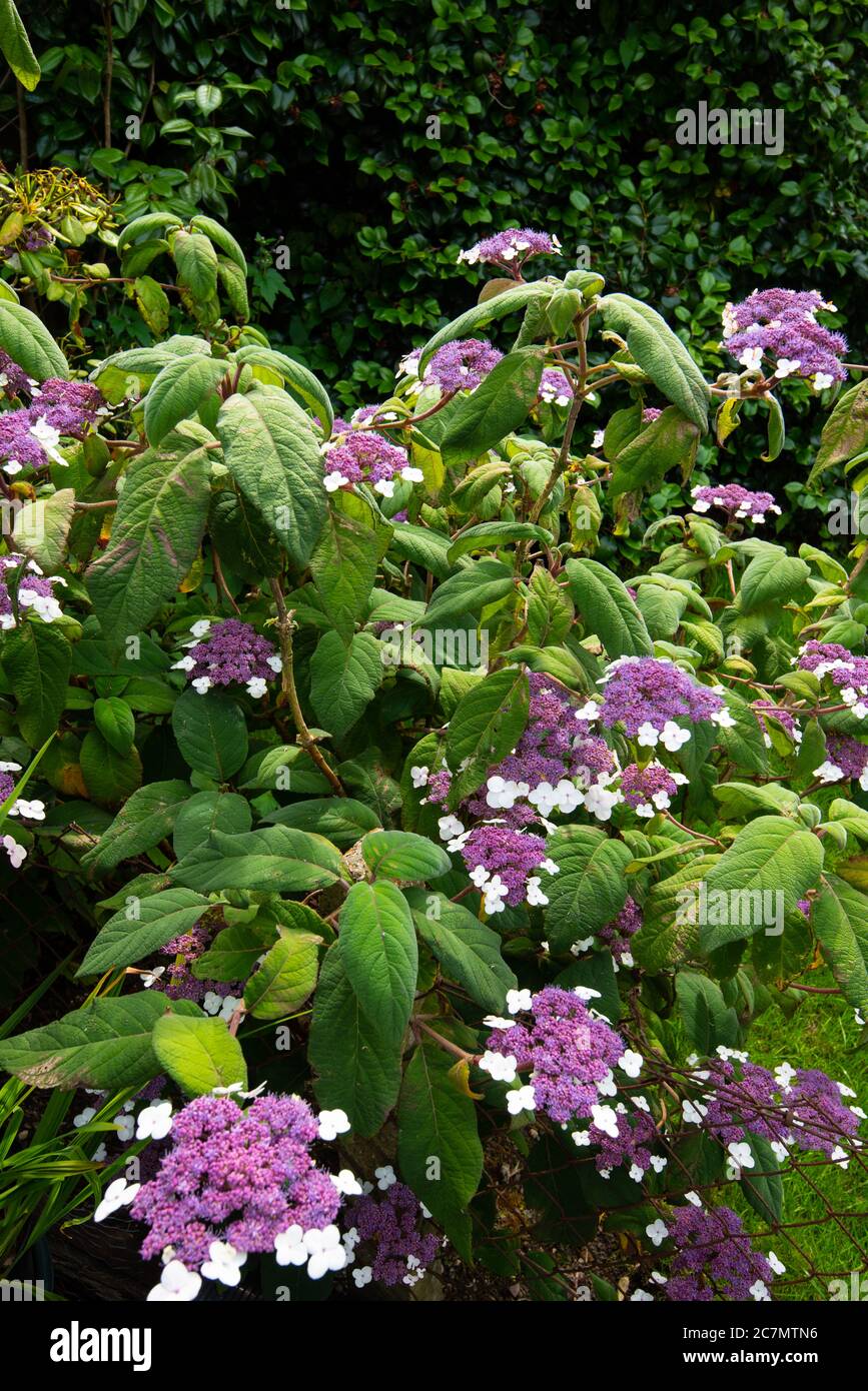 Blueflowered Hydrangea aspera sargentiana Stock Photo Alamy