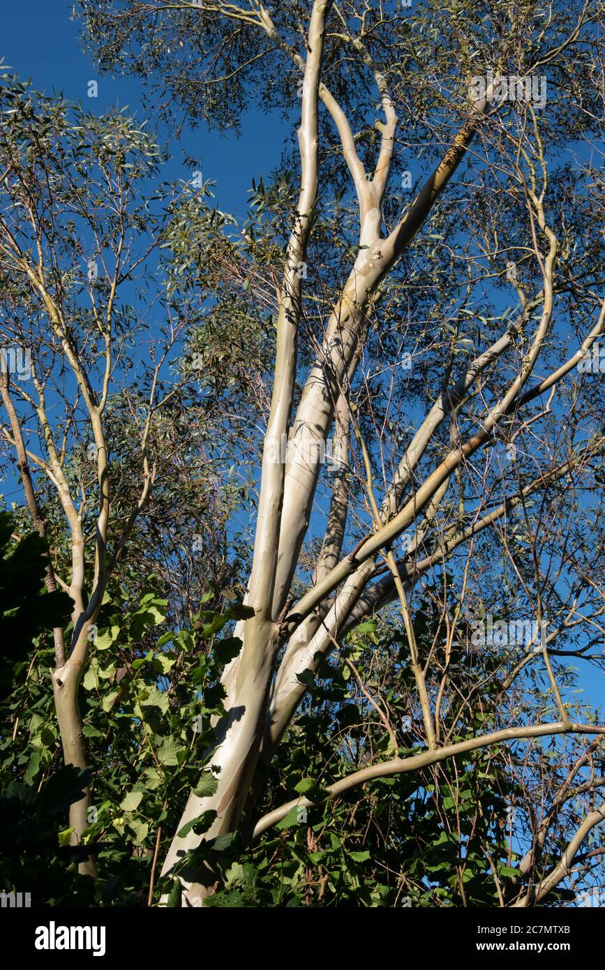 Eucalyptus tree Stock Photo