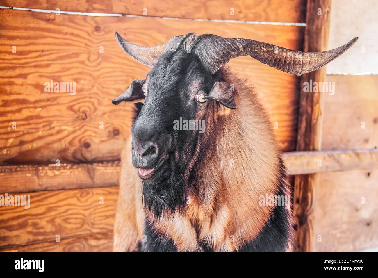 Evil looking male ram goat with large horns looking at camera sideways with mouth open - close-up headshot with rustic shed background Stock Photo