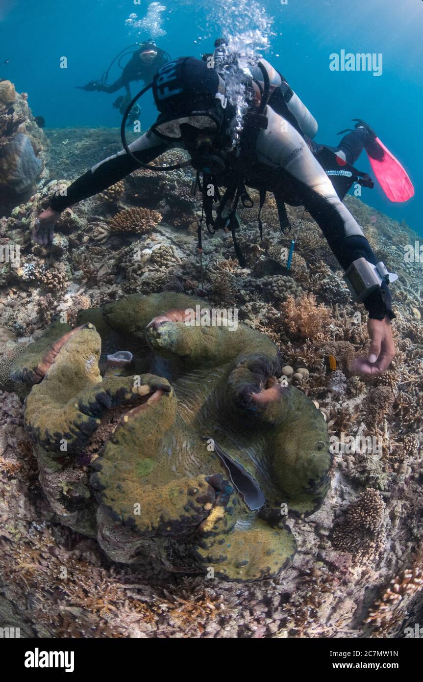 Diver with Fluted Giant Clam, Tridacna squamosa, Midreef dive site, Sipadan Island, Sabah, Malaysia, Celebes Sea Stock Photo