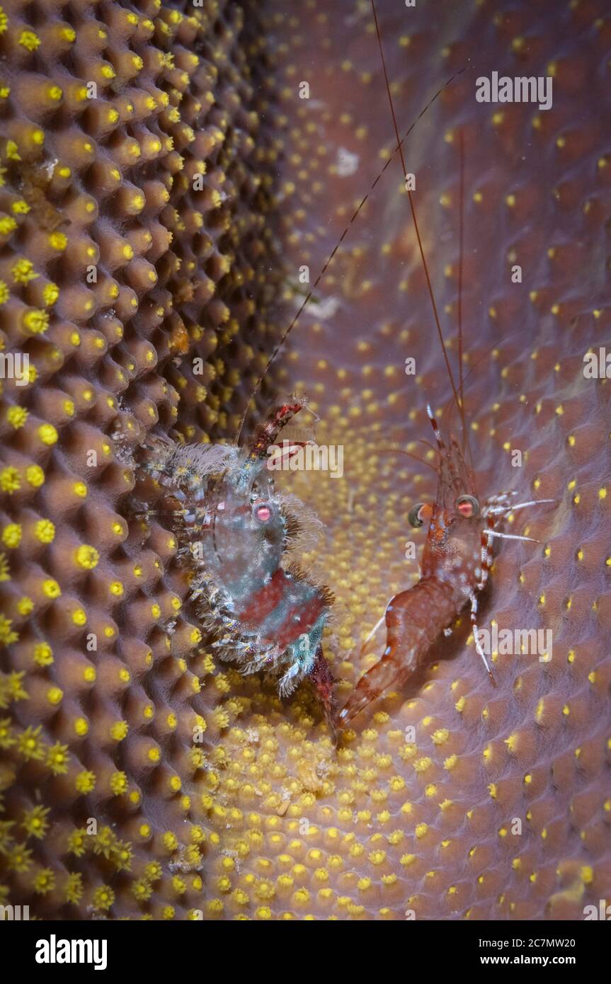 Saron Shrimp, Saron marmoratus, on left, with Reticulated Hinge-beak Shrimp, Cinetorhynchus reticulatus), inside hard coral, night dive, Paradise II d Stock Photo