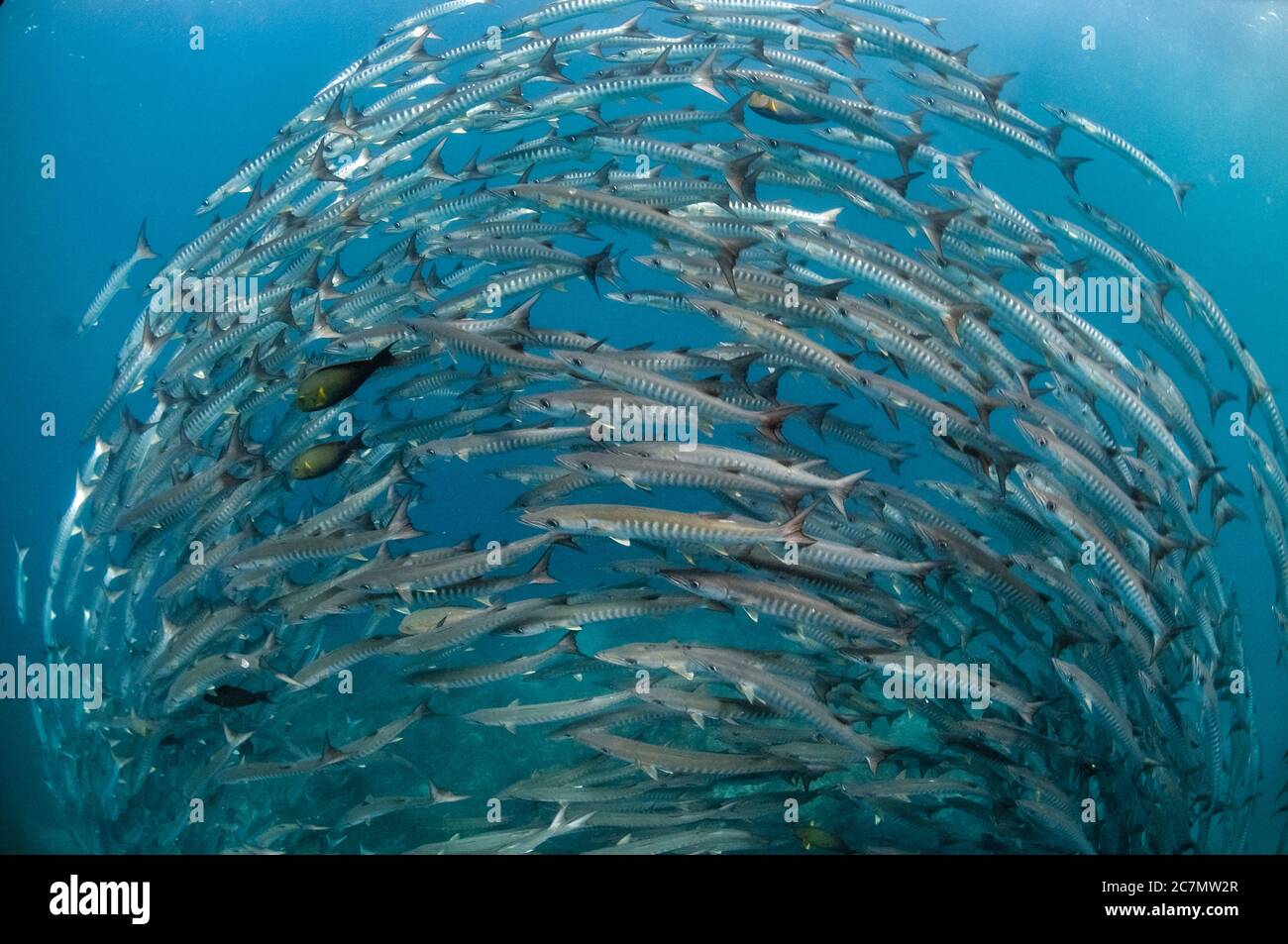 School of Blackfin Barracuda forming tornado, Sphyraena qenie, Barracuda Point dive site, Sipadan island, Sabah, Malaysia, Celebes Sea Stock Photo