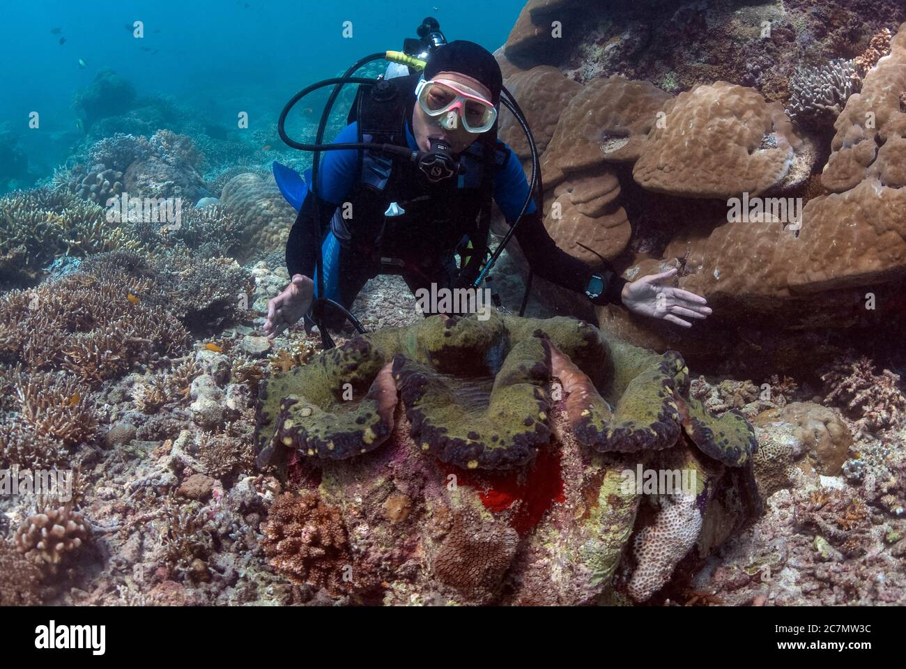 Diver with Fluted Giant Clam, Tridacna squamosa, Midreef dive site, Sipadan Island, Sabah, Malaysia, Celebes Sea MR Stock Photo