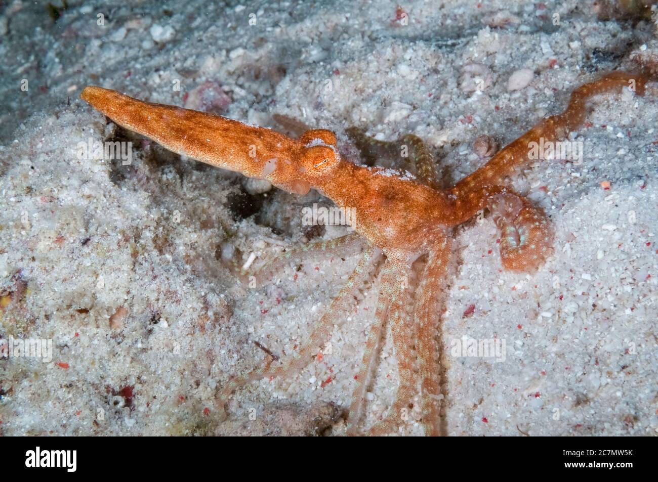 Starry Night Octopus, Callistoctopus luteus, night dive, Paradise II dive site, Sipadan Water Village House Reef, Mabul Island, near Sipadan Island, S Stock Photo