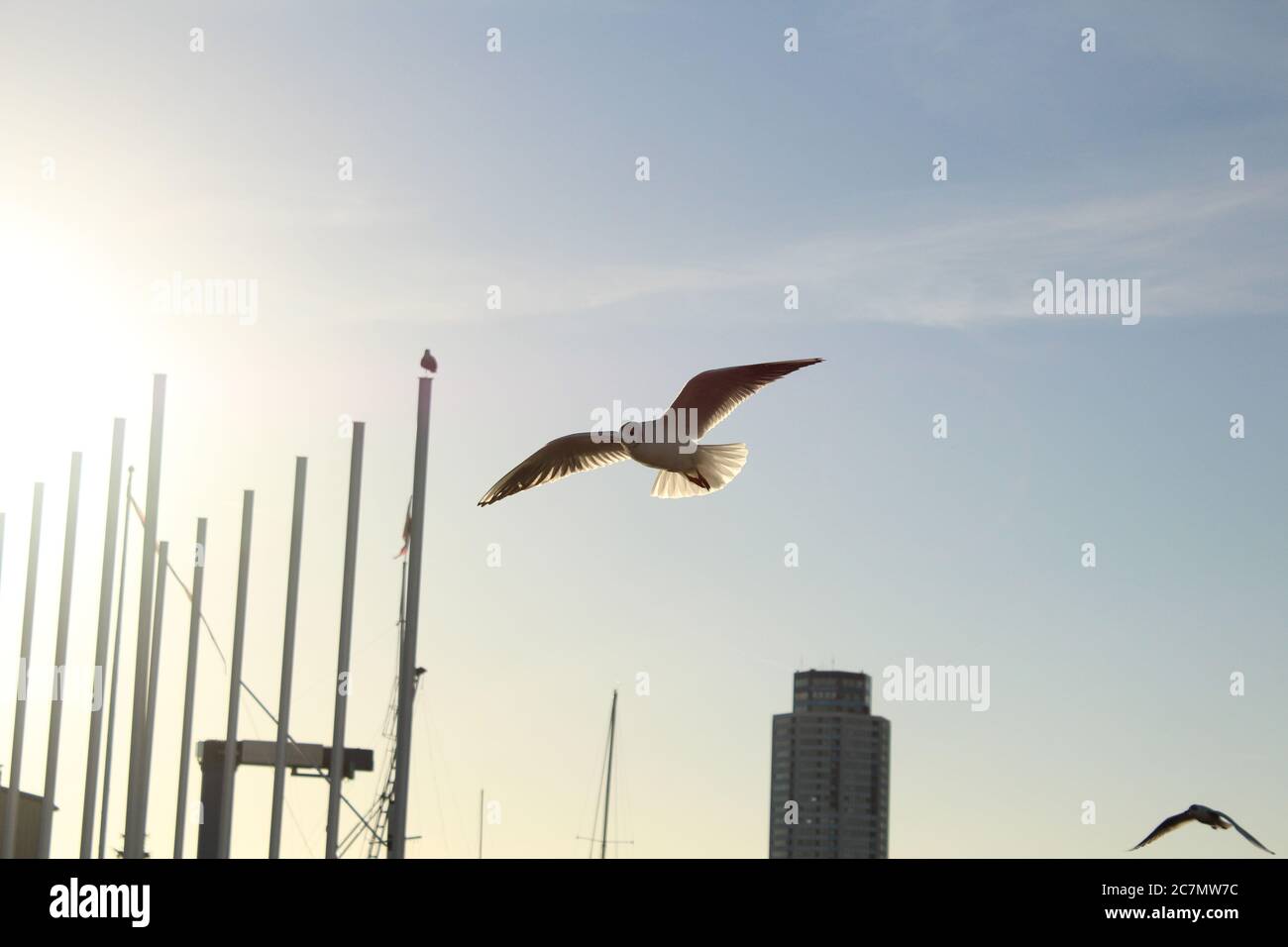 Black-headed gull (Lachmöwe) flying in the harbour of Schleswig with the Wikingturm ('Viking Tower') in the backgroud, Schleswig, S-H, Germany. Stock Photo